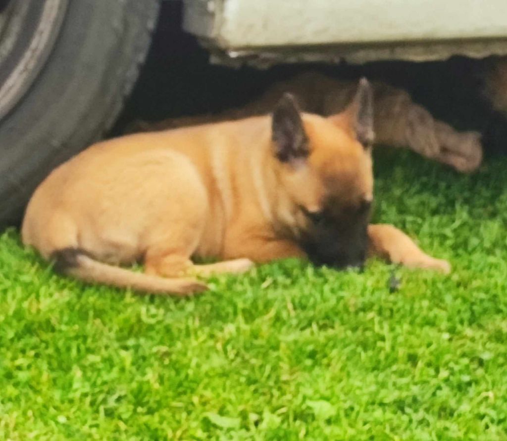 de la légende des cheyennes - Chiot disponible  - Berger Belge