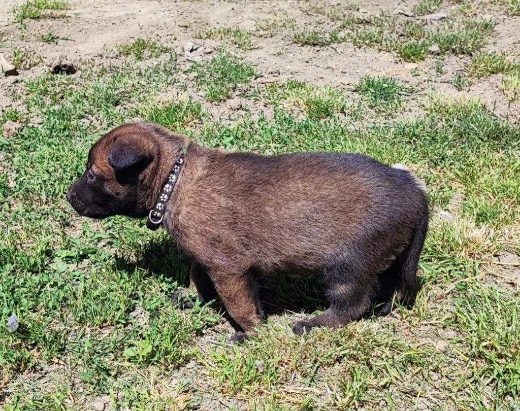 de la légende des cheyennes - Chiots disponibles - Berger Belge