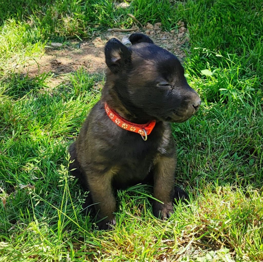 de la légende des cheyennes - Chiots disponibles - Berger Belge