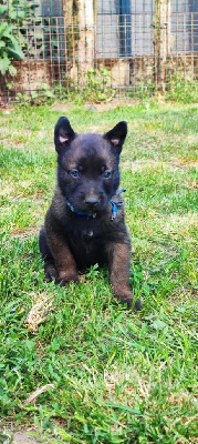CHIOT 1