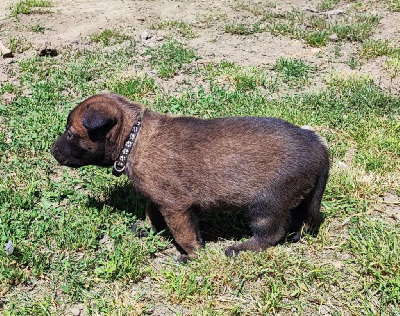CHIOT 7