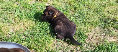 CHIOT 3