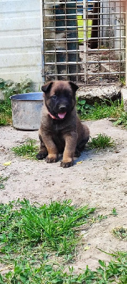 CHIOT 2