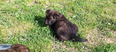 CHIOT 4