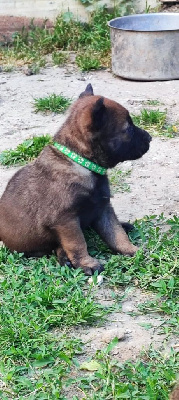 CHIOT 6