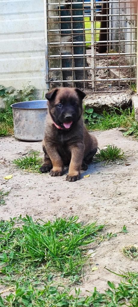 de la légende des cheyennes - Chiots disponibles - Berger Belge